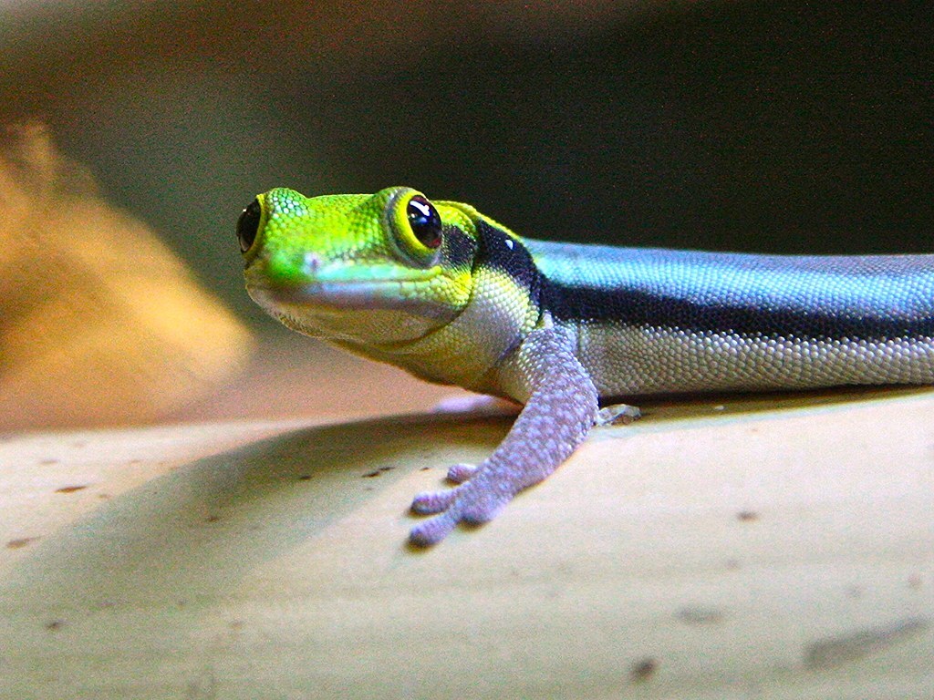 Neon Day Gecko