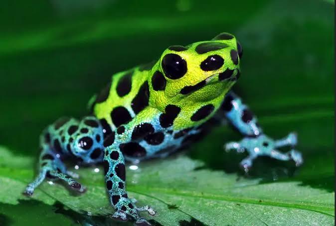 Ranitomeya Variabilis Southern Dart Frog
