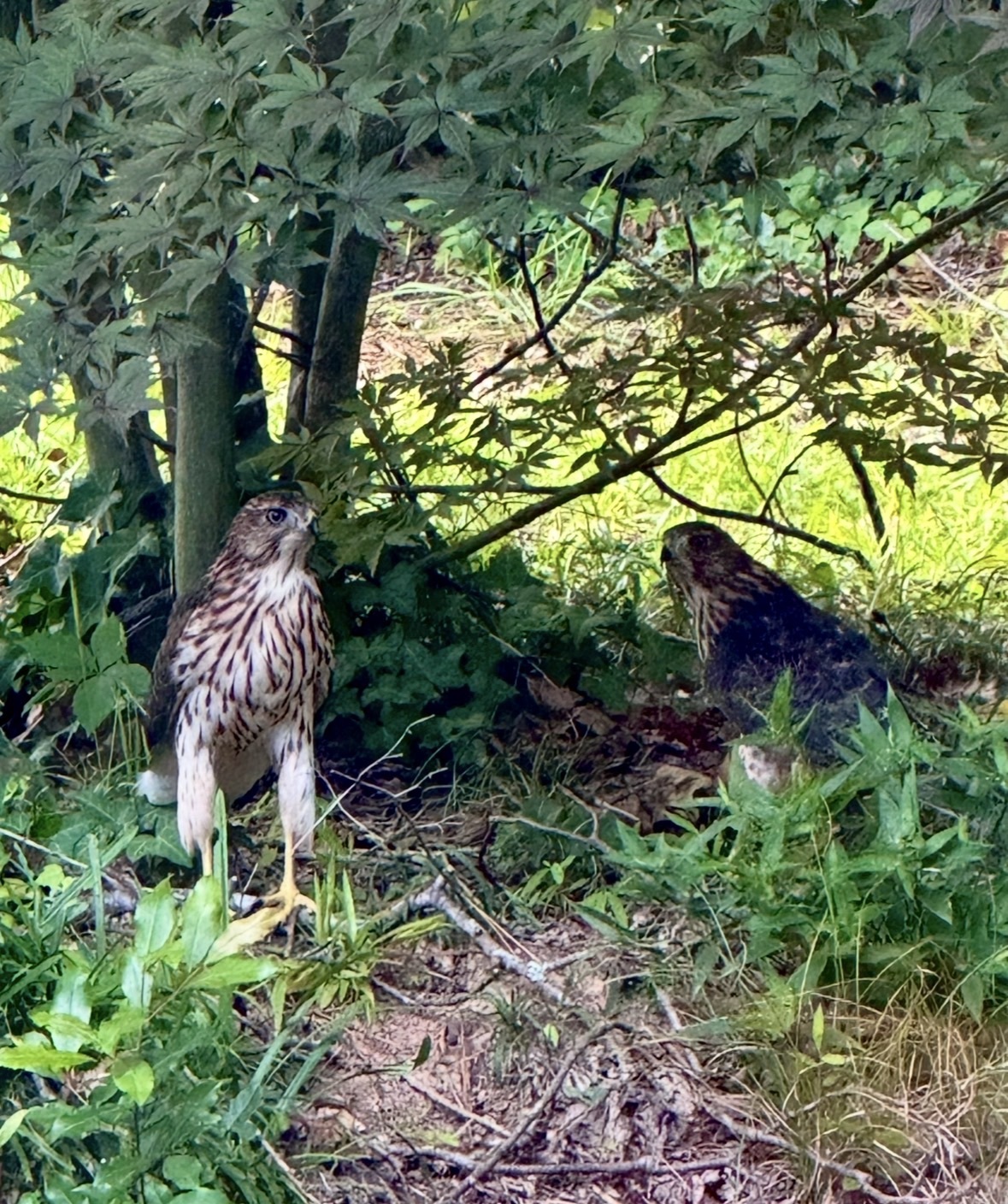 Three Falcons