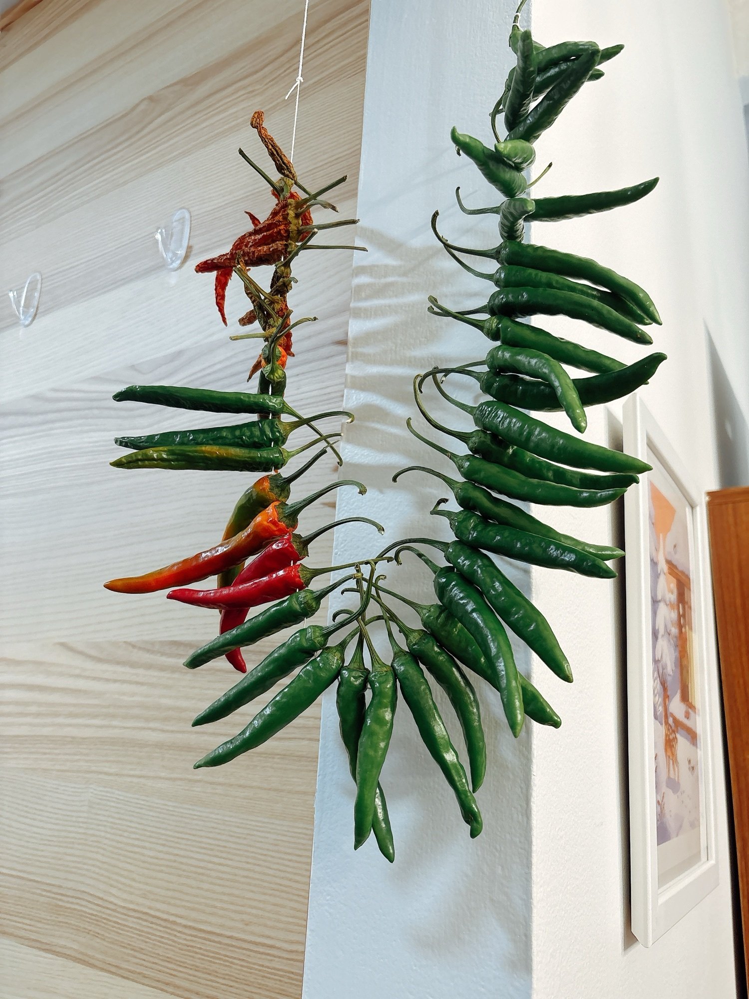 Drying Peppers