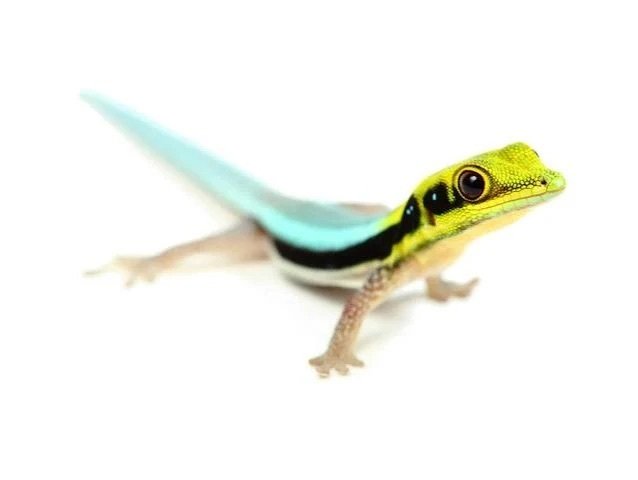 Phelsuma Klemmeri